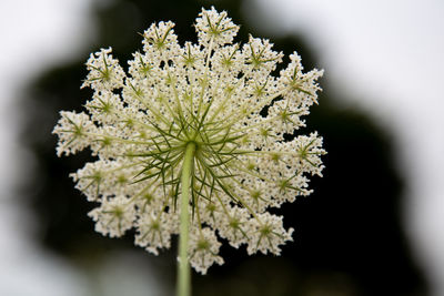 Close-up of white flowering plant