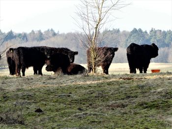 Cows on field against sky