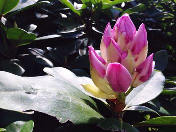 Close-up of pink flower blooming outdoors