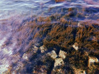 High angle view of coral in sea