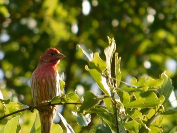 Close-up of bird perching on branch