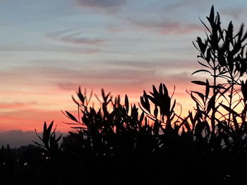 Silhouette plants against dramatic sky during sunset