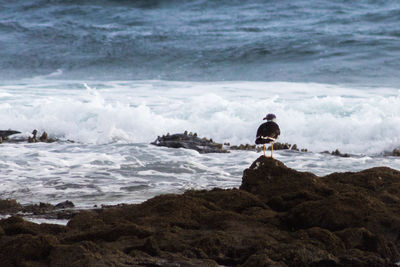 Bird perching on rock at beach against sky