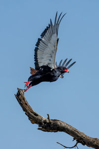 Low angle view of bird flying against clear sky