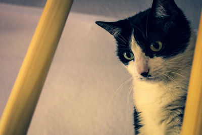 Close-up portrait of a cat