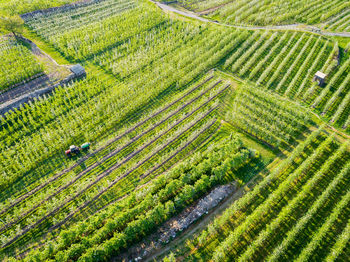 High angle view of corn field