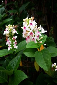 Close-up of pink flowers blooming outdoors