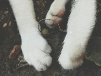 Detail shot of cat paws