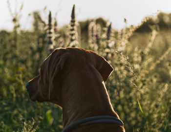 Close-up of a dog looking away