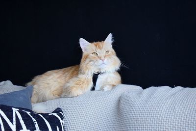 Portrait of a cat looking away