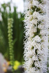 Close-up of cactus flower