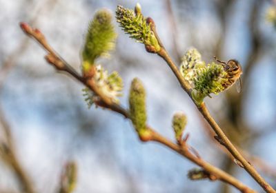 Close-up of flower buds on twig