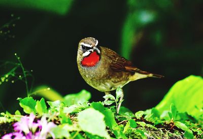 Close-up of a bird perching on a land