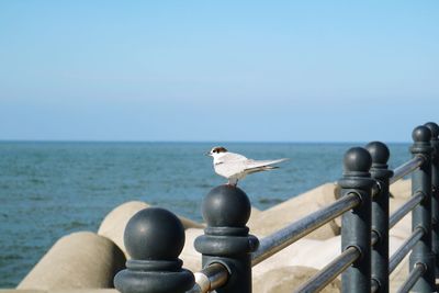 Close-up of bird perching on railing against sea
