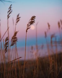 Close-up of stalks on field against sky during sunset