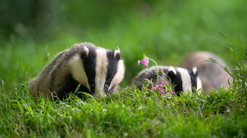 Close-up of badgers on grass