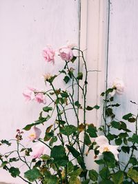 Pink flowers blooming on plant