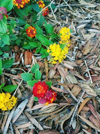 Close-up high angle view of flowers