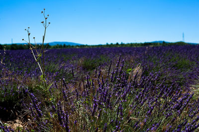 Close-up of lavender growing on field against clear sky