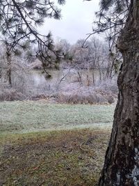 Trees on field against sky