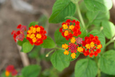 Close-up of orange flowering plant