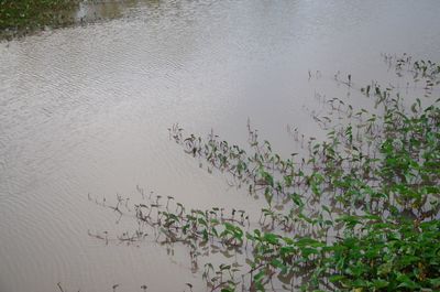 Plants growing in water