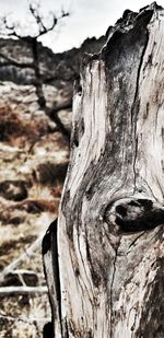 Close-up of tree trunk