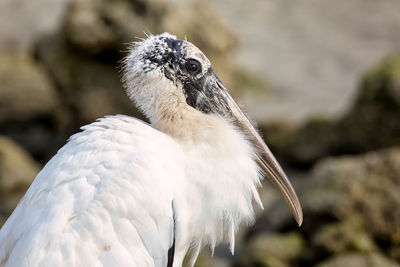 Close-up of white bird