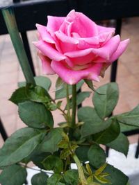 Close-up of pink rose