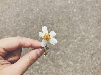 Close-up of hand holding flower