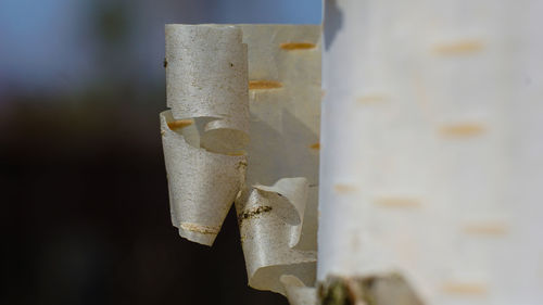 Close-up of bark of birch tree peeling
