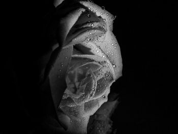 Close-up of rose over black background