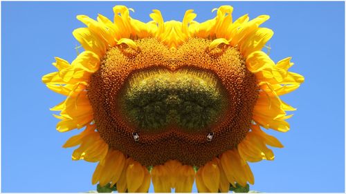 Close-up of sunflower