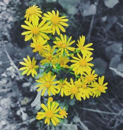 Close-up of yellow flowers on plant