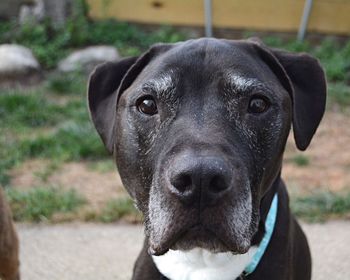 Close-up portrait of dog