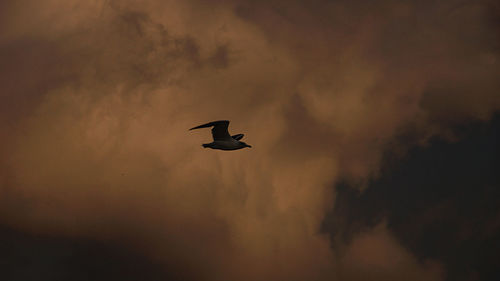 Low angle view of silhouette bird flying in sky