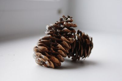 Close-up of dried pine cone on white background