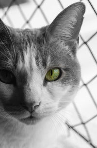 Close-up portrait of cat