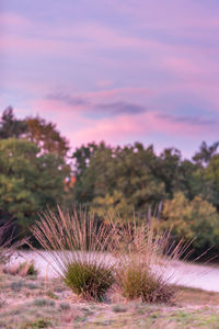 Plants against sky during sunset