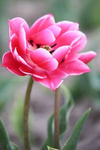 Close-up of pink flower blooming outdoors