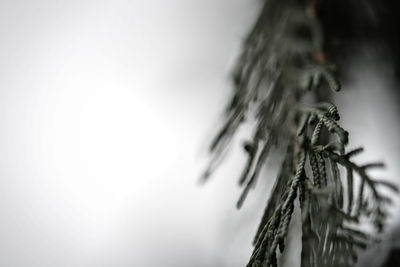 Close-up of dry leaves on tree against sky