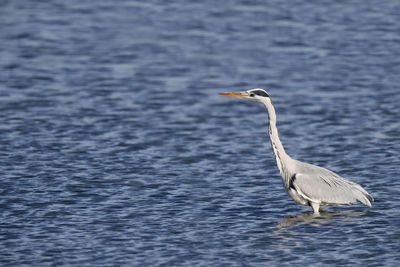 High angle view of gray heron on water