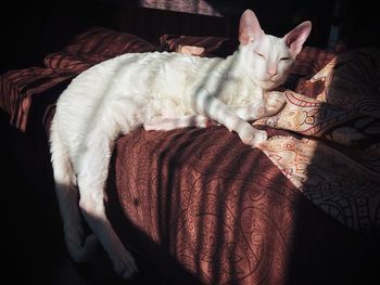 Cat sleeping on bed at home