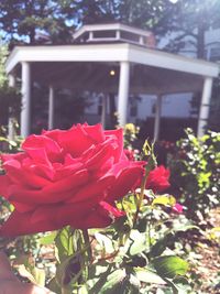 Close-up of red flowers blooming in yard