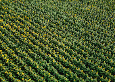 Full frame shot of plants growing on field