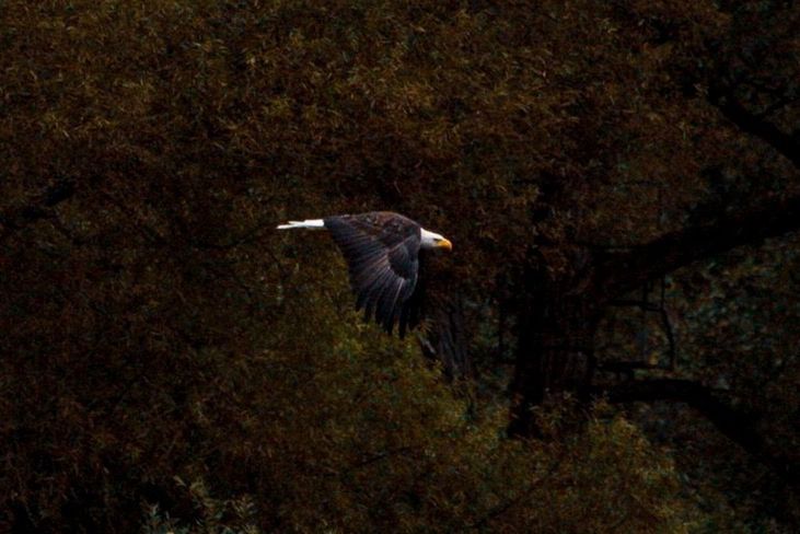 BIRD FLYING IN A FOREST