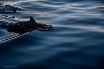 Fish swimming in sea