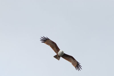 Low angle view of eagle flying in sky