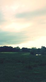 Scenic view of grassy field against sky