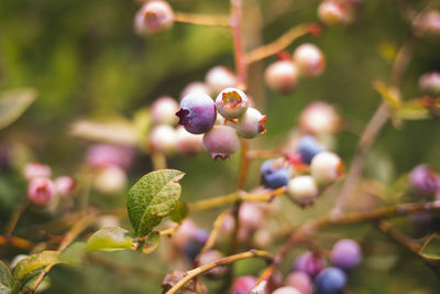 Close-up of purple flowering plant